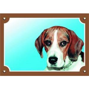 Barevná cedulka Pozor pes, Beagle