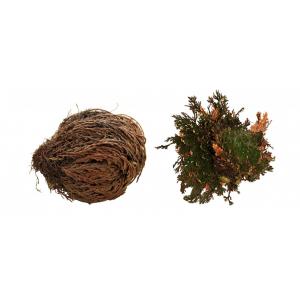 Lucky Reptile „Rose of Jericho“