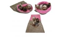 Ilustrační obrázek Pelech pre psov XXL - béžová / svetlo ružová