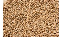 Ilustrační obrázek PROFIZOO Pšenica 15 kg