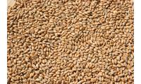 Ilustrační obrázek PROFIZOO Pšenica 4 kg