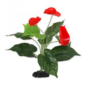 Rostlina REPTI PLANET kvetoucí Anthurium 40 cm
