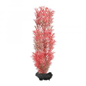 Rostlina TETRA Foxtail Red M